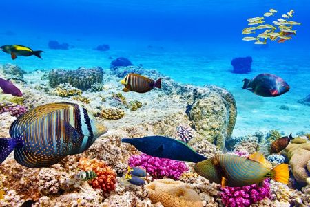 Red Sea Attractions